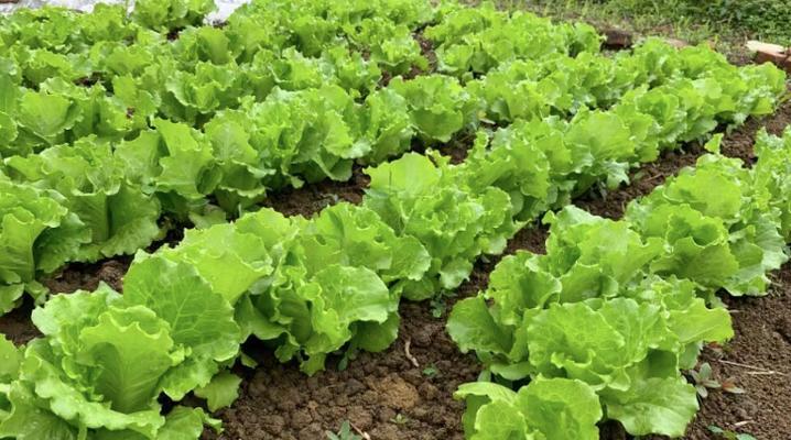 生菜催芽成功后怎么办？全面指导从种植到餐桌