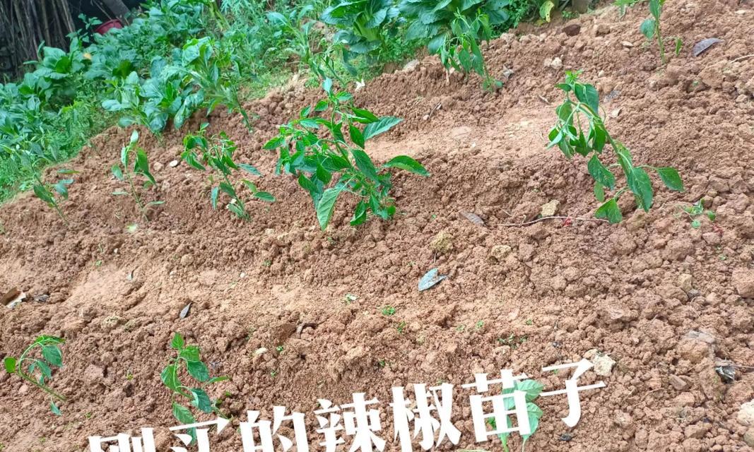豆角籽儿怎么催芽的