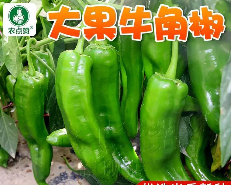牛角椒怎么种植方法和时间
