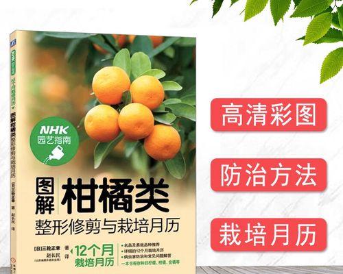 橙子剪枝怎么修剪好看