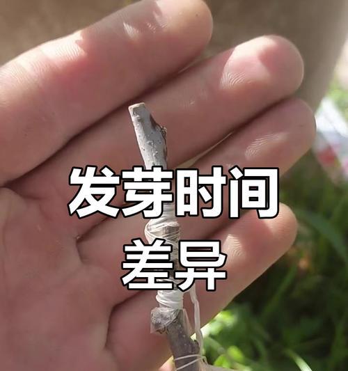 嫁接不发芽怎么催芽呢