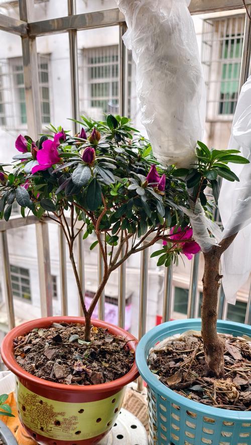 嫁接不发芽怎么催芽呢