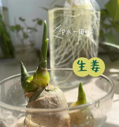 生姜催芽过后种下去怎么管理