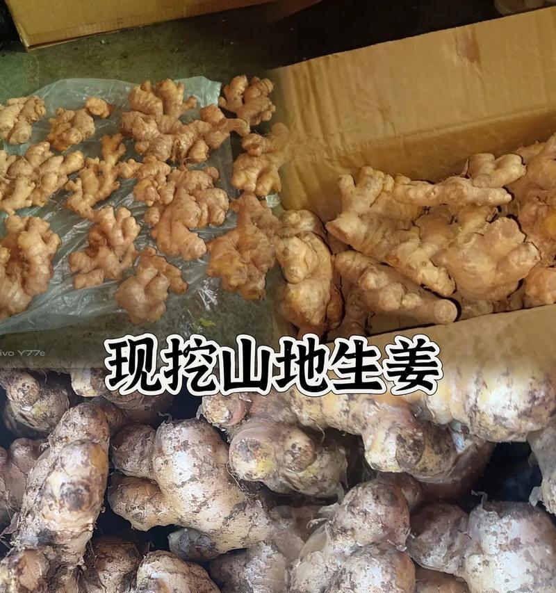 生姜催芽过后种下去怎么管理