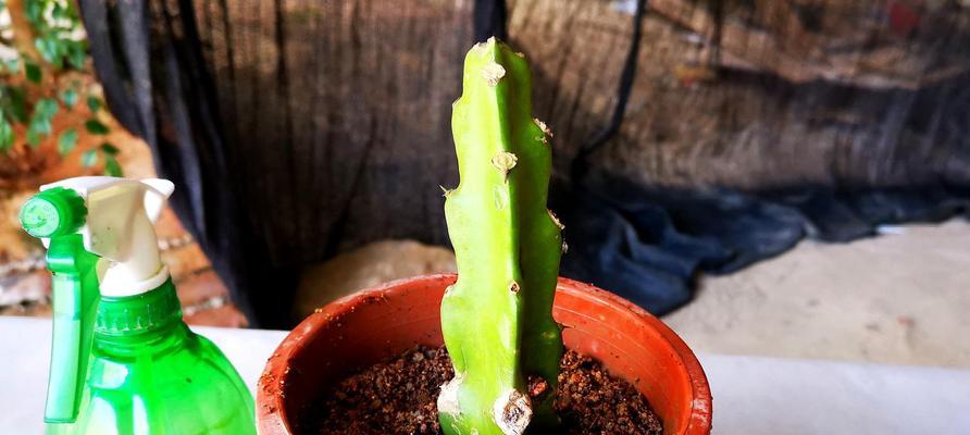 玛尼果种植全攻略：从选种到丰收的每一步