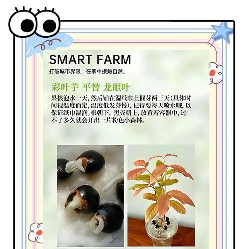 自制在家催芽菜怎么做