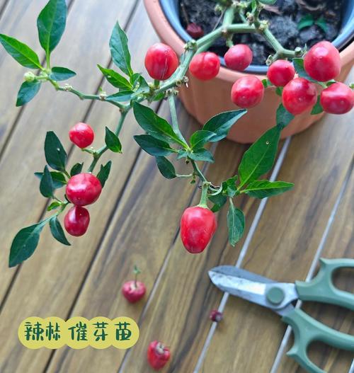 自制在家催芽菜怎么做