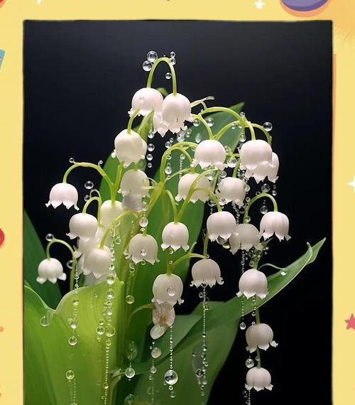 怎么选铃兰花种植方法