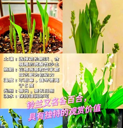 怎么选铃兰花种植方法