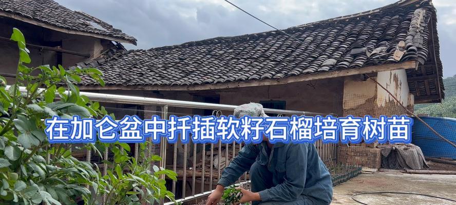 老石榴树修剪枝条的科学方法