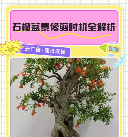 老石榴树修剪枝条的科学方法