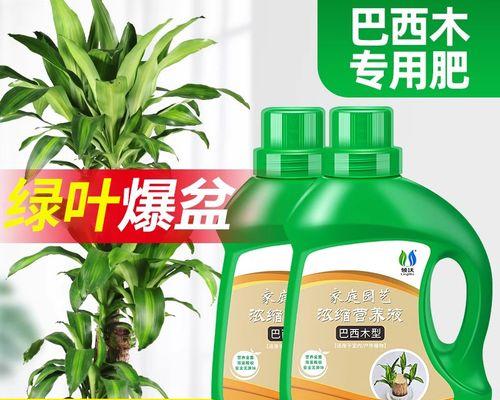 巴达木催芽方法指南