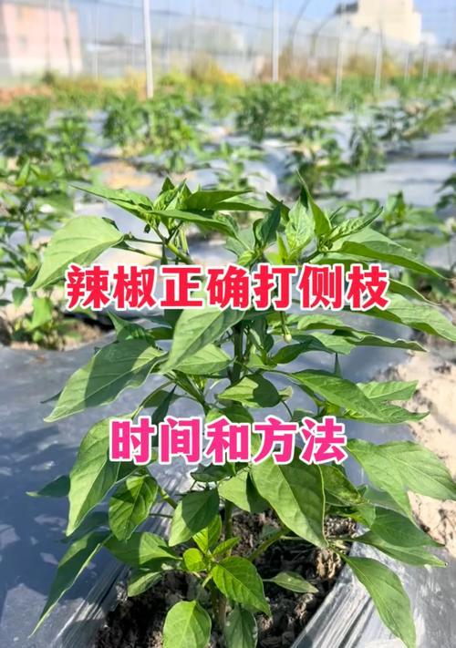 花椒秋天修剪枝条的全攻略