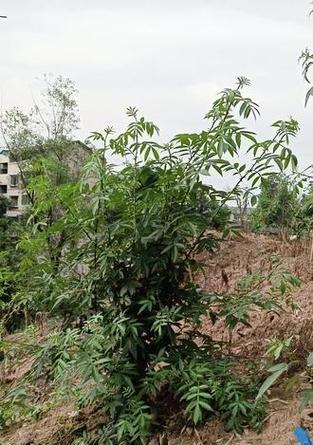 花椒秋天修剪枝条的全攻略
