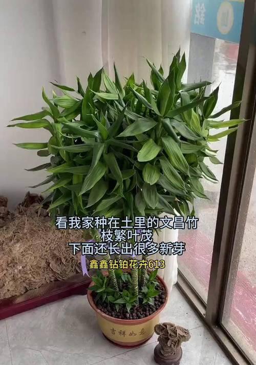 文昌竹怎么土培种植方法
