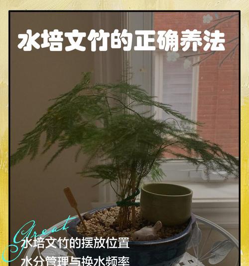 文昌竹怎么土培种植方法