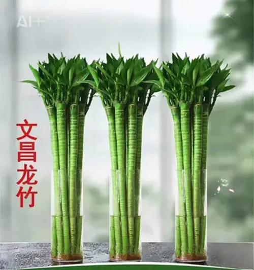 文昌竹怎么土培种植方法