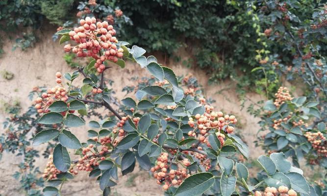 沸水催芽怎么弄