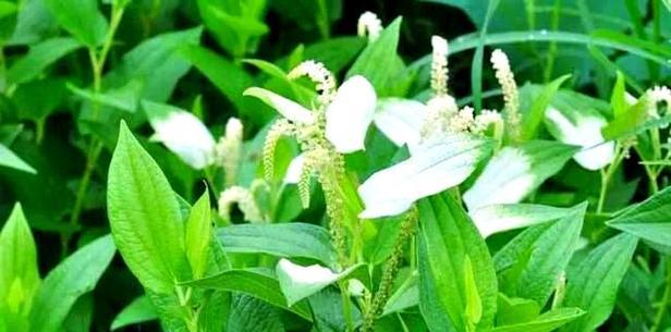 三白草怎么种植？详细步骤与技巧全解析