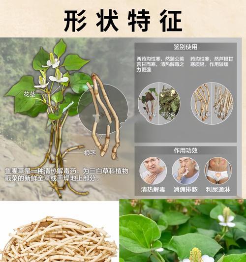 三白草怎么种植？详细步骤与技巧全解析