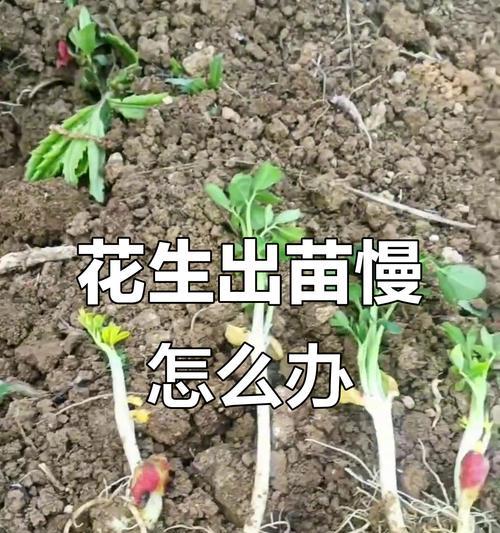 花生苗怎么种植方法