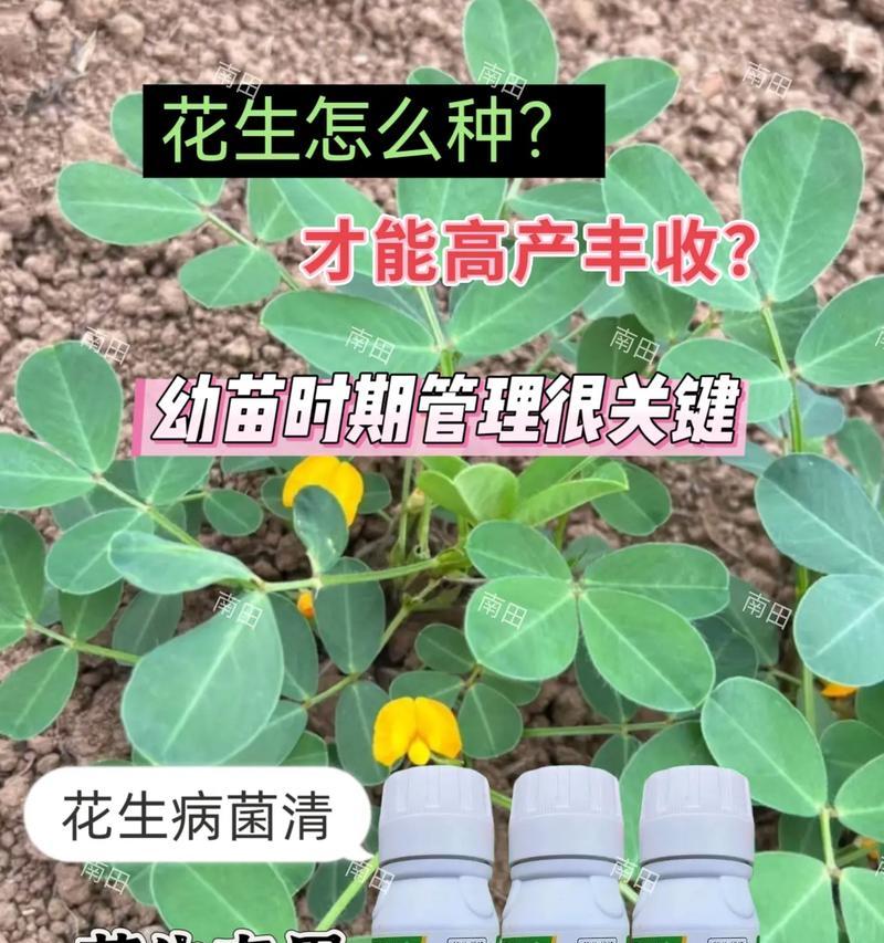 花生苗怎么种植方法