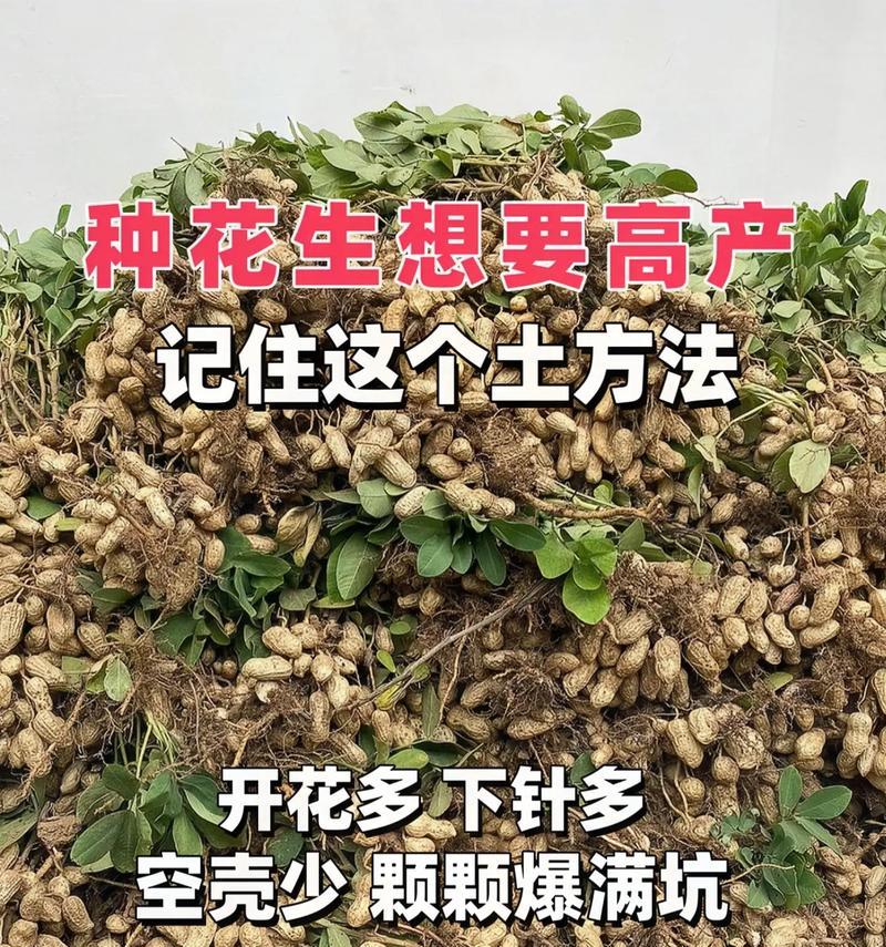 花生苗怎么种植方法