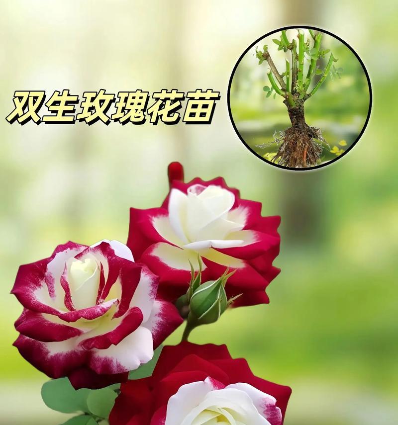 吊兰除了观赏还有什么用途？了解其多功能性。