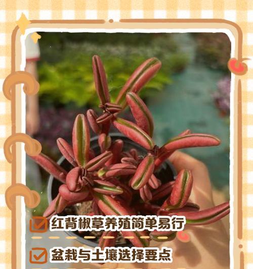 青红美人椒种植指南：全面步骤与技巧揭秘
