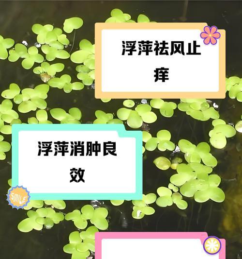 浮萍怎么催芽最快