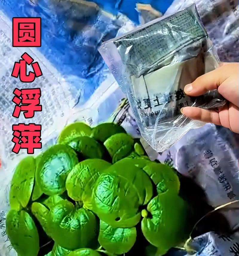 浮萍怎么催芽最快