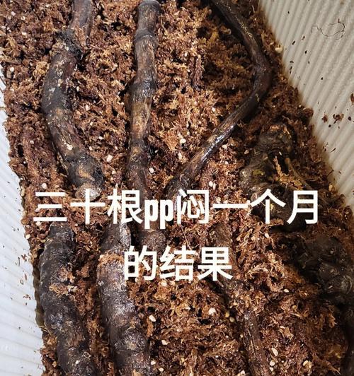 秃桩怎么催芽最快