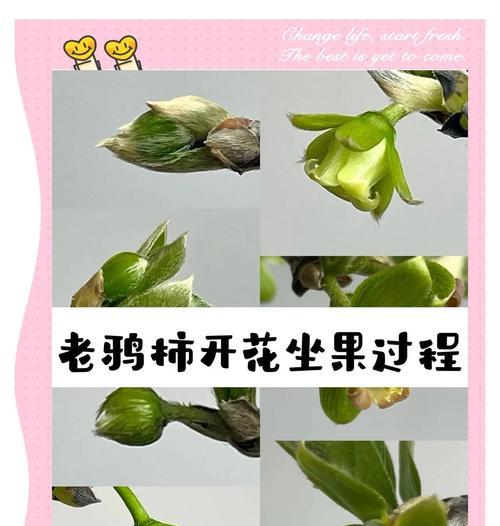 秃桩怎么催芽最快