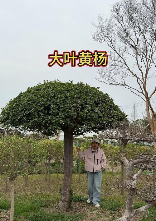 绿化冬青怎么修剪枝条