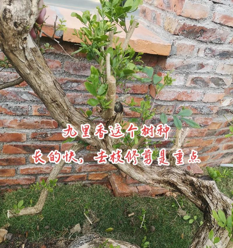 绞股蓝修剪枝条指南：专业技巧与步骤解析
