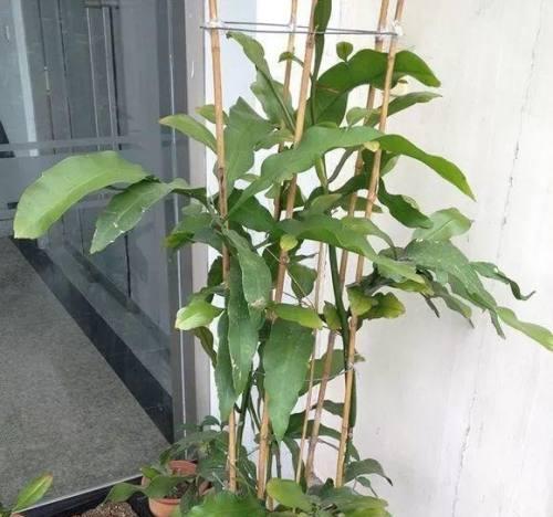 绞股蓝修剪枝条指南：专业技巧与步骤解析