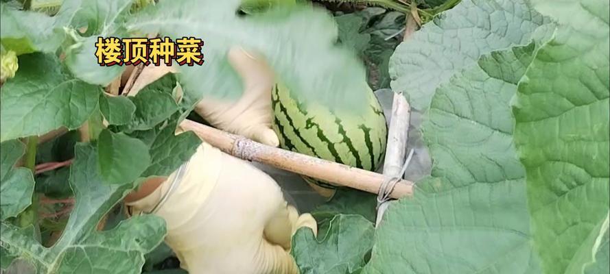 甜爪修剪枝叶的详细指南