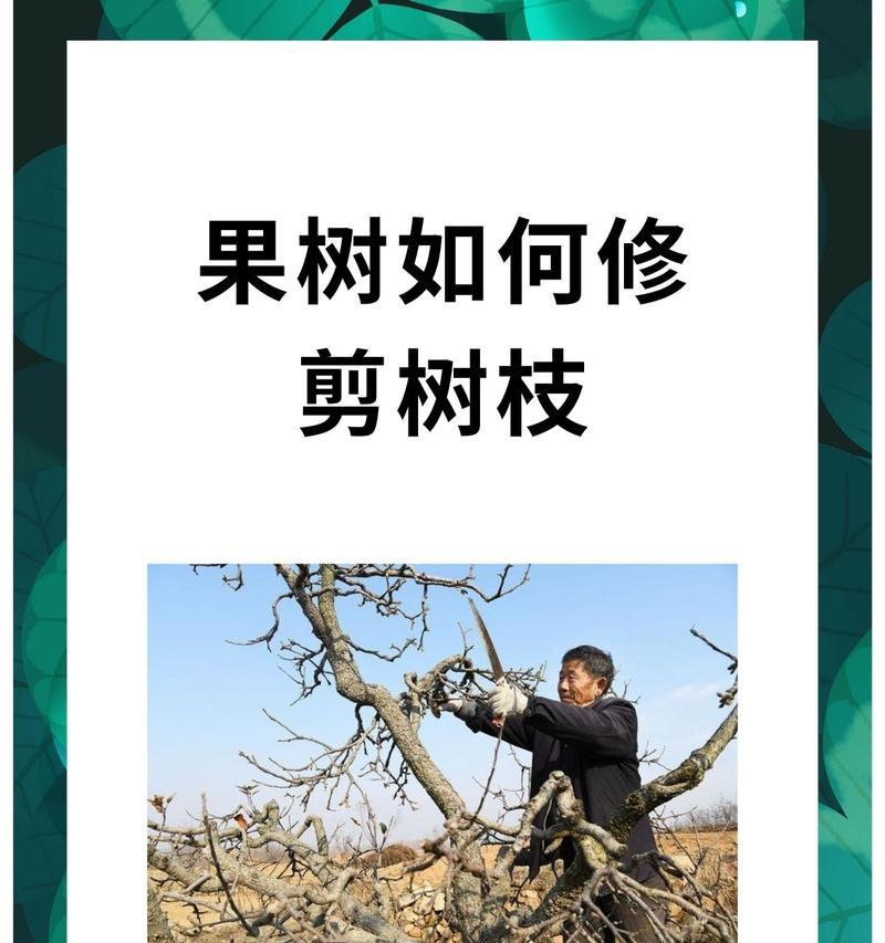 移树修剪枝叶怎么修剪的