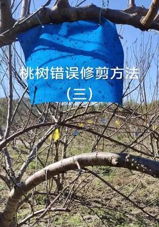 桃树好修剪枝吗？如何进行正确修剪？