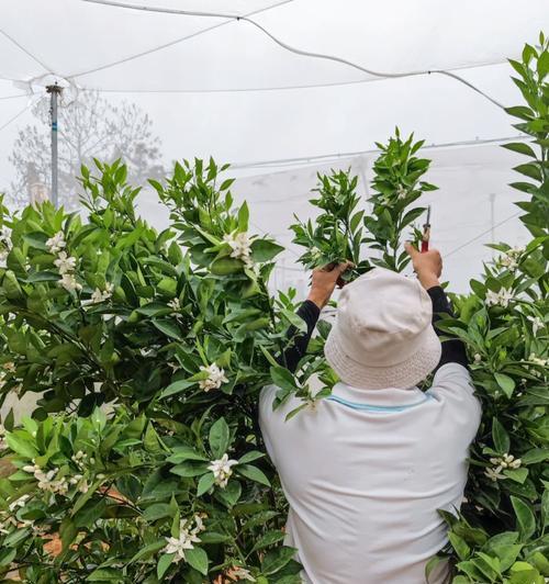 地蜡修剪枝条的正确方法：专家指南