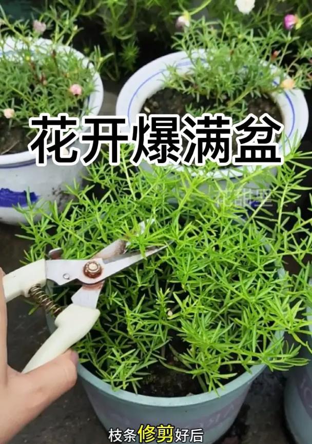 地蜡修剪枝条的正确方法：专家指南