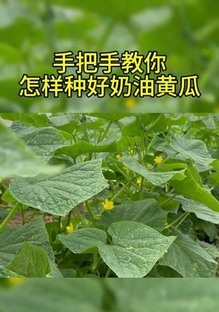 奶油白黄瓜怎么种植？全面种植指南