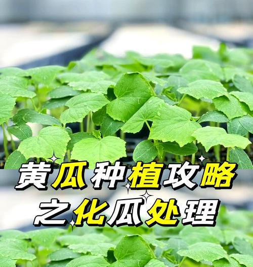 奶油白黄瓜怎么种植？全面种植指南