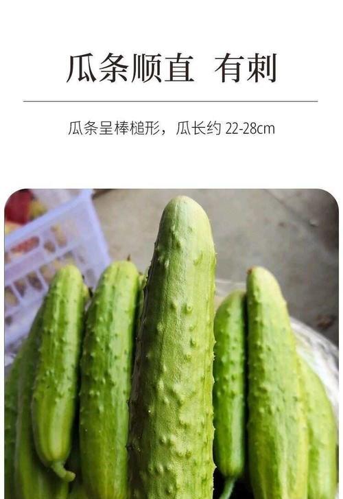 奶油白黄瓜怎么种植？全面种植指南