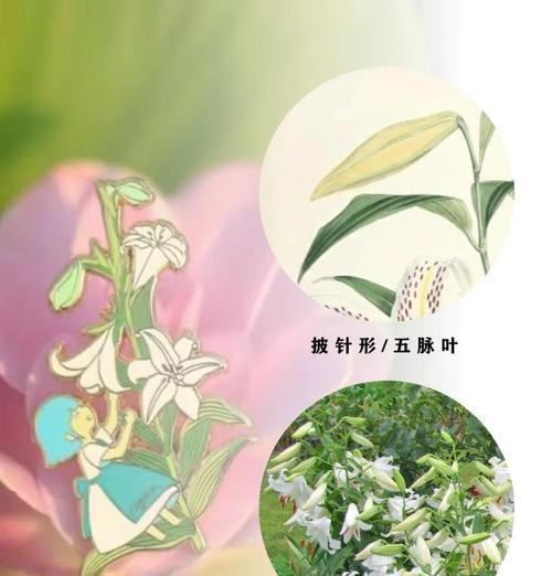 胸针花型的寓意和象征是什么？如何挑选寓意吉祥的胸针？