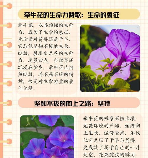 什么花的花语寓意母亲？母亲节送什么花最合适？