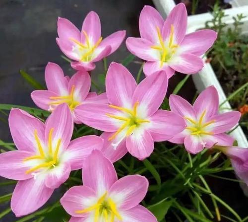 迎风比喻什么花的寓意？如何理解花语中的风向象征？
