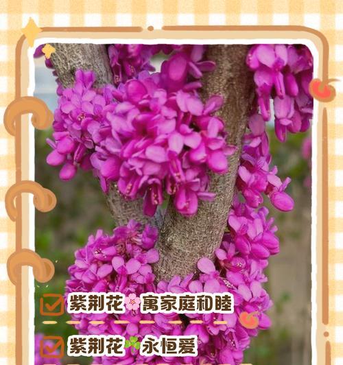 104朵花的寓意是什么意思？花语背后隐藏着什么秘密？