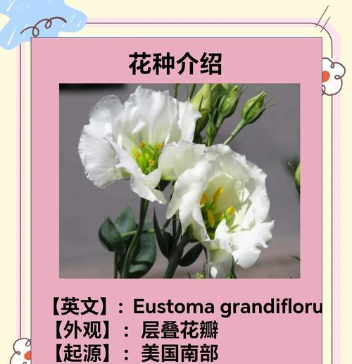 粉色桔梗花的花语是什么？它的寓意又有哪些？