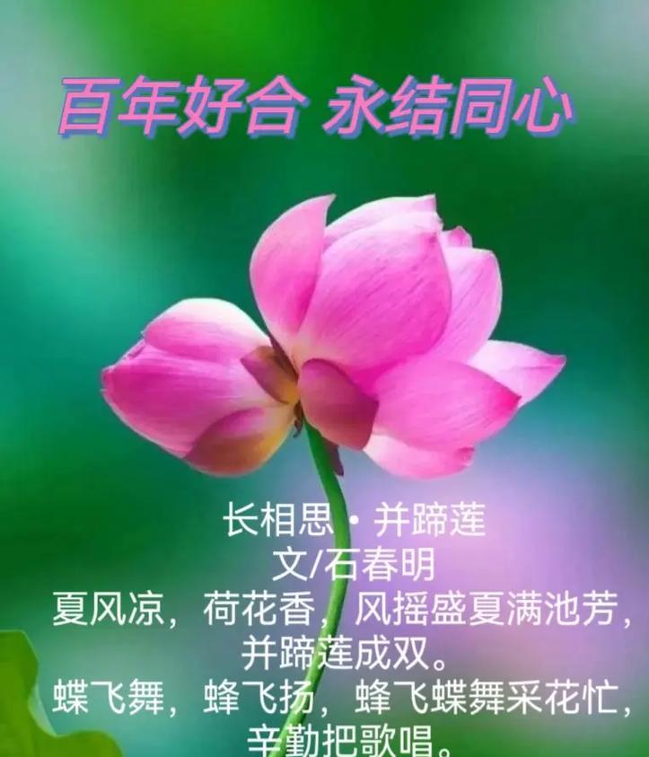 104朵花代表什么含义？花语解释及常见问题解答？